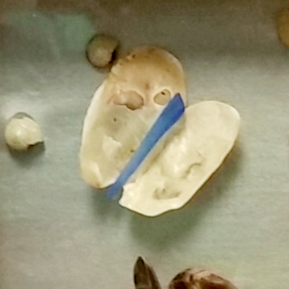 Mixed Media Shell and Glass Wall Art - Picture 4 of 4